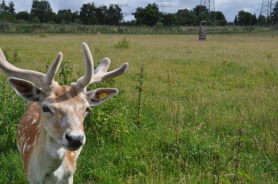 Blick aus dem Wildgehege