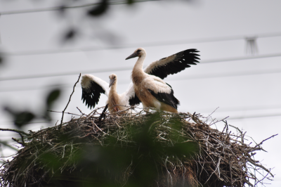 Jungstoerche in Malchow