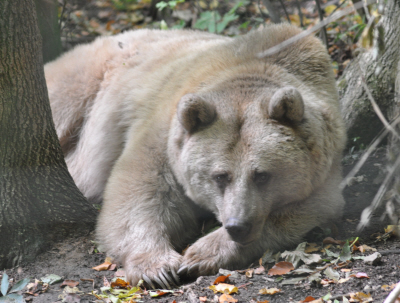 Emma aus dem alternativen Bärenpark Worbis