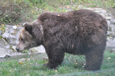 Laura aus dem alternativen Bärenpark Worbis